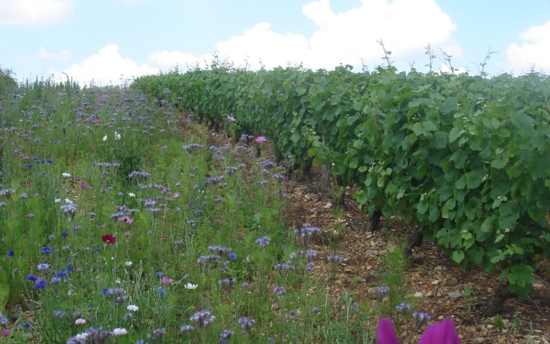 jachere-fleurie-pour-les-abeilles-a-cote-de-la-vigneJPG##jachère fleurie pour les abeilles à côté de la vigne##Pabion Daniel##