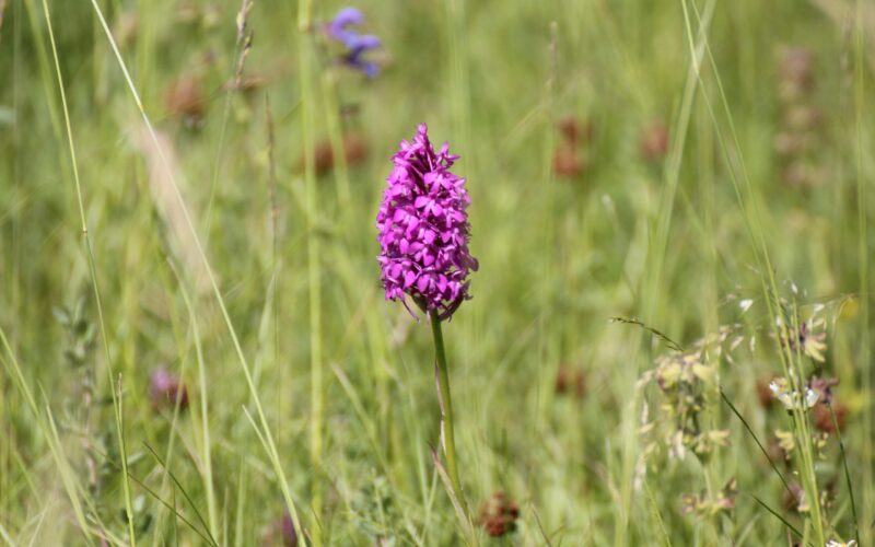 IMG-4422bis-2jpg##Orchis pyramidal##Nature Au Coeur##