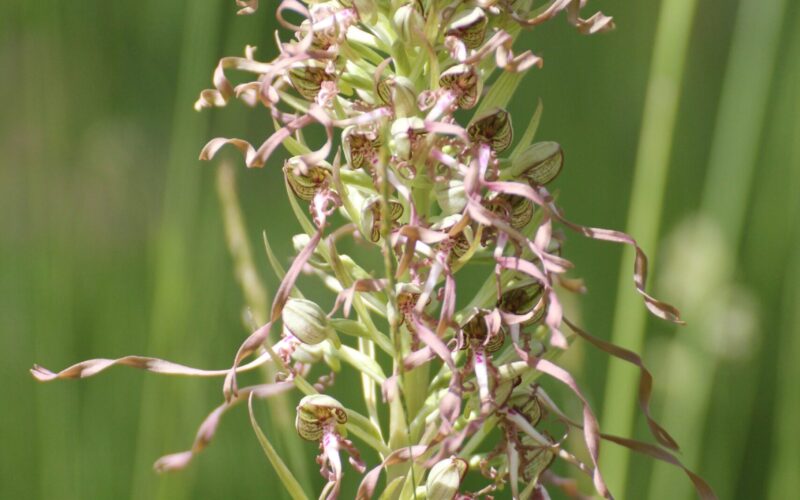 IMG-4428-orchis-bouc-5-2JPG##Orchis bouc ##Nature Au Coeur##